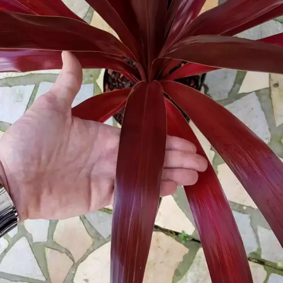 Cordyline obtecta 'Superstar' 7.5L - image 4