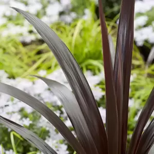 Cordyline obtecta 'Superstar' 7.5L - image 1