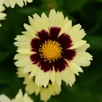 Coreopsis