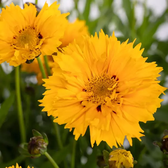 Picture - Syngenta Flowers
