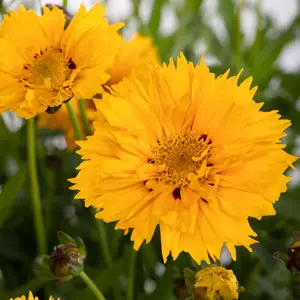 Picture - Syngenta Flowers