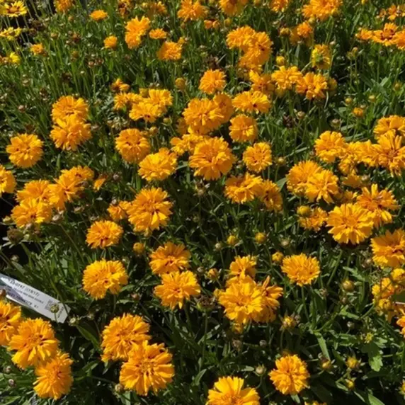 Picture - Syngenta Flowers