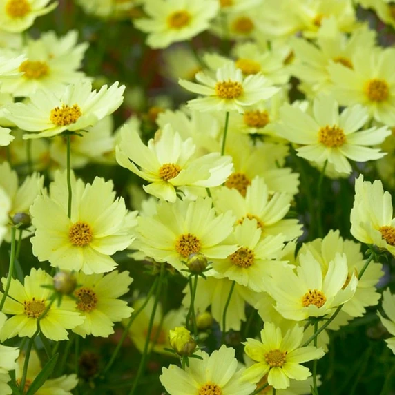 Image Credit: Bridge Nursery