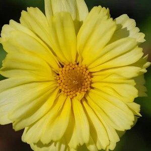 Coreopsis 'Big Bang Galaxy'