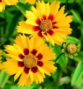 Coreopsis 'Calypso'