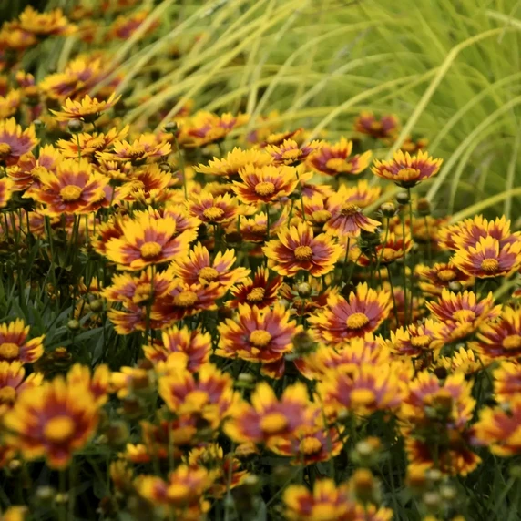 Picture Credit - Walters Gardens Inc.