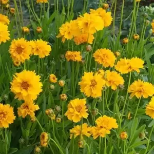 Coreopsis grandiflora 'Early Sunrise' 1L - image 1