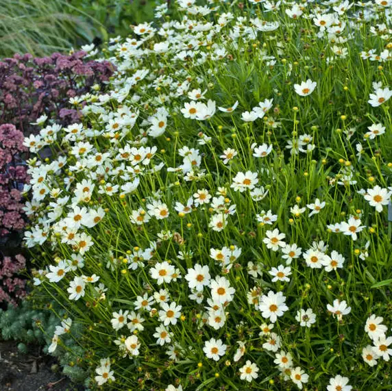 Image Credit: Bridge Nursery