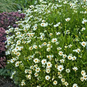 Image Credit: Bridge Nursery