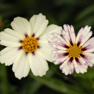 Coreopsis 'Lil Bang Enchanted Eve Red' - image 2