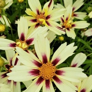 Image Credit: Bridge Nurseries