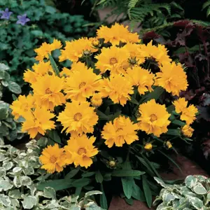 Picture Credit - Florensis