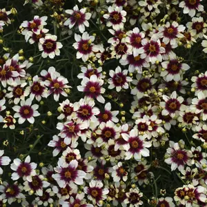Image Credit: Walter's Gardens Inc.