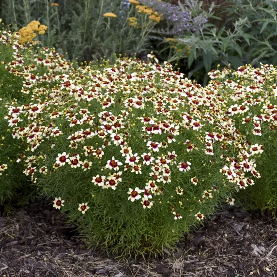 Image Credit: Walter's Gardens Inc.