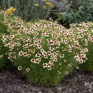 Image Credit: Walter's Gardens Inc.