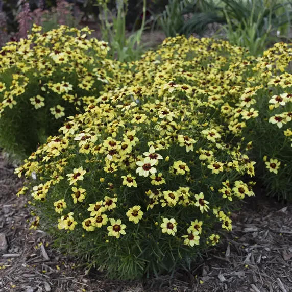 Coreopsis verticillata 'Sizzle & Spice Sassy Saffron' 1L - image 3