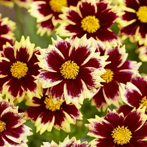 Coreopsis 'Solar Fancy' 1L