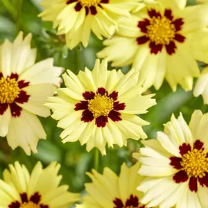 Coreopsis 'Solar Moon' 3L