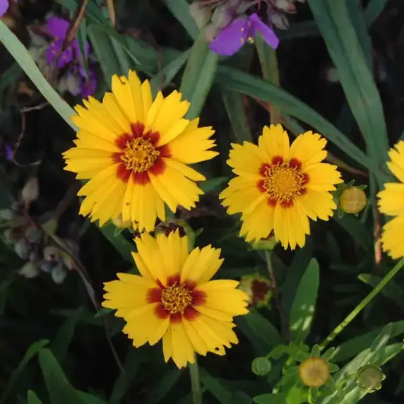 Picture - Walter's Gardens Inc.