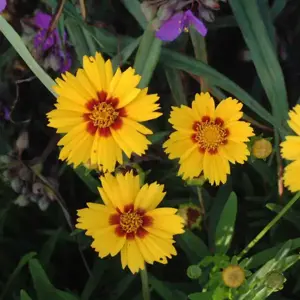 Picture - Walter's Gardens Inc.