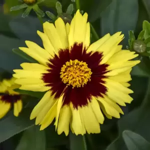 Coreopsis 'UpTick™ Yellow & Red'℗ - Photo courtesy of Walters Gardens, Inc