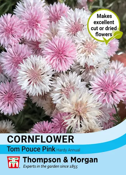 Cornflower Tom Pouce Pink - image 1