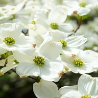 Cornus
