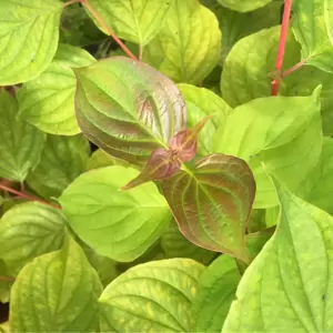 Cornus sanguinea 'Anny's Winter Orange' 3L - image 2