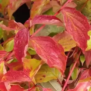 Cornus sanguinea 'Anny's Winter Orange' 3L - image 3