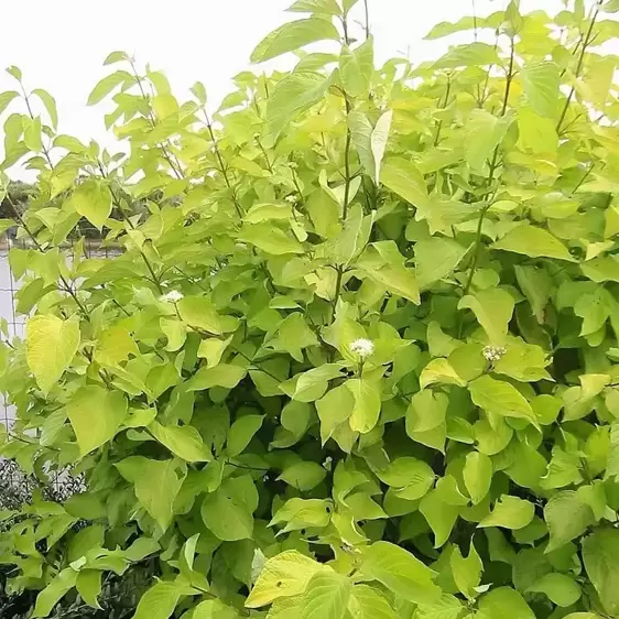 Cornus alba 'Aurea' 3L