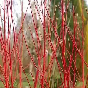 Cornus alba 'Baton Rouge' - image 2