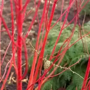 Cornus alba 'Baton Rouge' - image 3