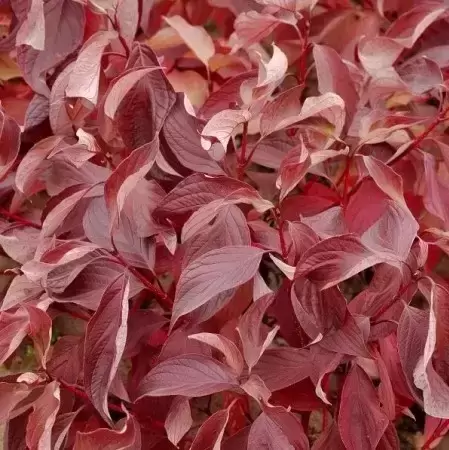 Cornus alba 'Baton Rouge' - image 1