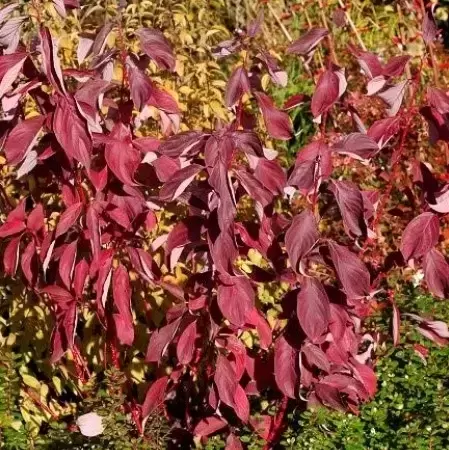 Cornus alba 'Baton Rouge' - image 4