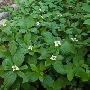 Cornus canadensis 10.5cm