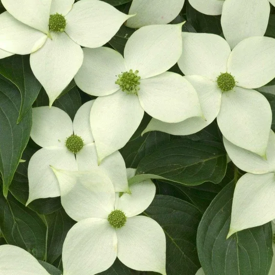 Cornus kousa 'China Girl' 25L