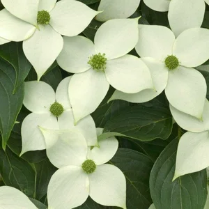 Cornus kousa 'China Girl' 20L