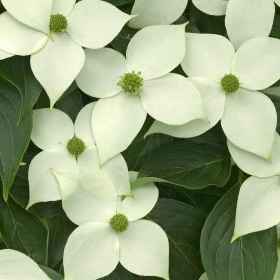 Cornus kousa 'China Girl' 12L