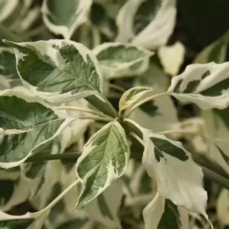 Cornus controversa 'Variegata' - image 1