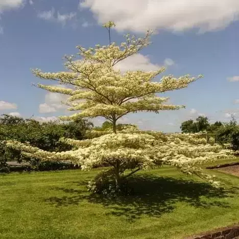 Cornus controversa 'Variegata' 9L (100 - 125cm) - image 2