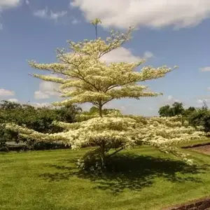 Cornus controversa 'Variegata' 9L (100 - 125cm) - image 2