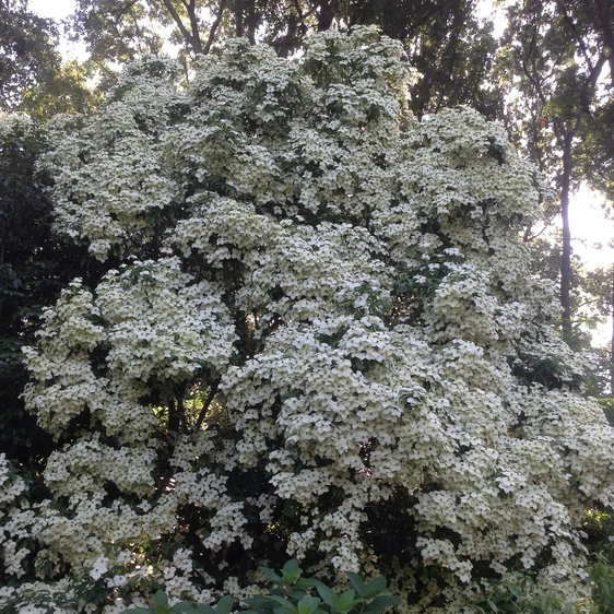 Cornus angustata 'Empress of China' - image 2