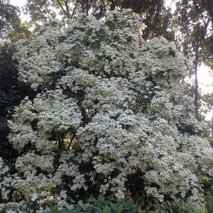 Cornus angustata 'Empress of China' - image 2