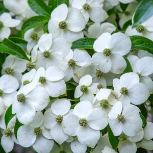 Cornus angustata 'Empress of China' - image 2