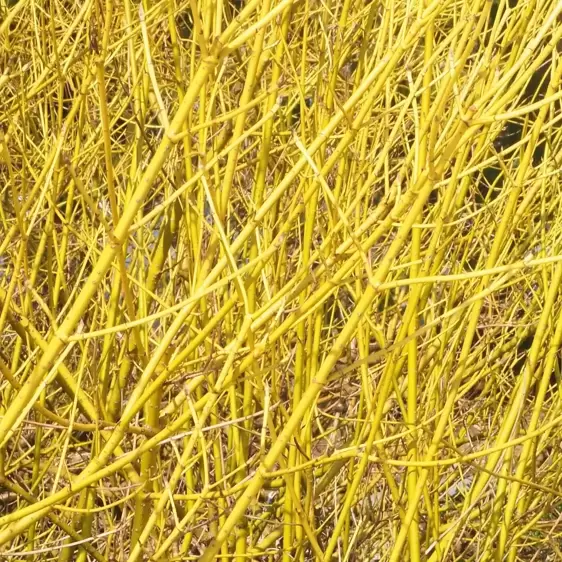 Cornus sericea 'Flaviramea' 3L - image 1