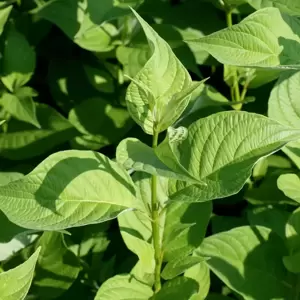 Cornus sericea 'Flaviramea' 3L - image 2