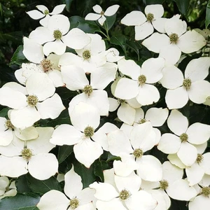 Cornus kousa 'Flower Tower'
