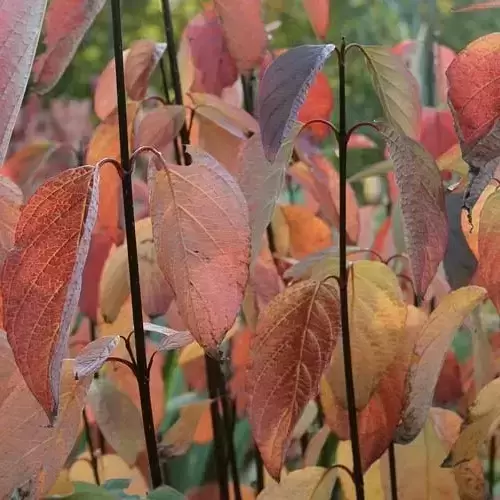 Cornus alba 'Kesselringii' 6L - image 4