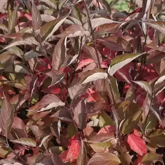 Cornus alba 'Kesselringii' 6L - image 3