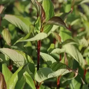 Cornus alba 'Kesselringii' 6L - image 2